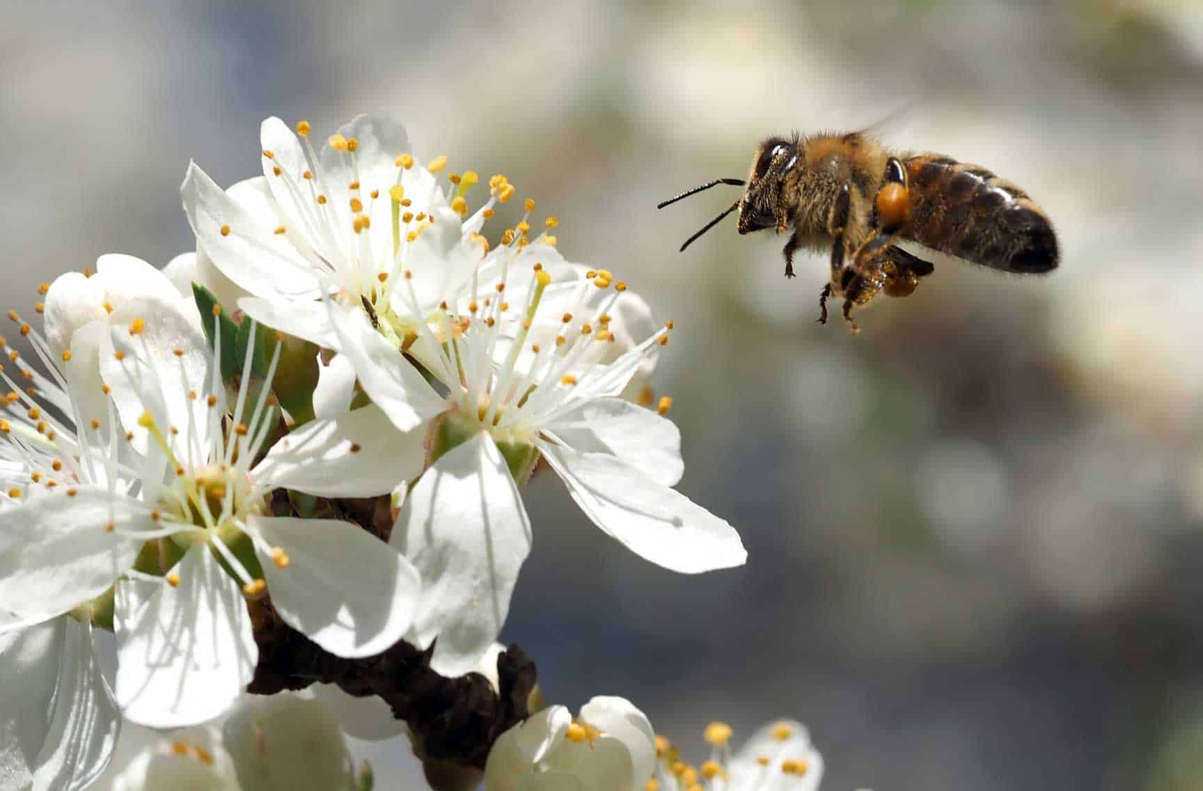 bee hovering over white flower