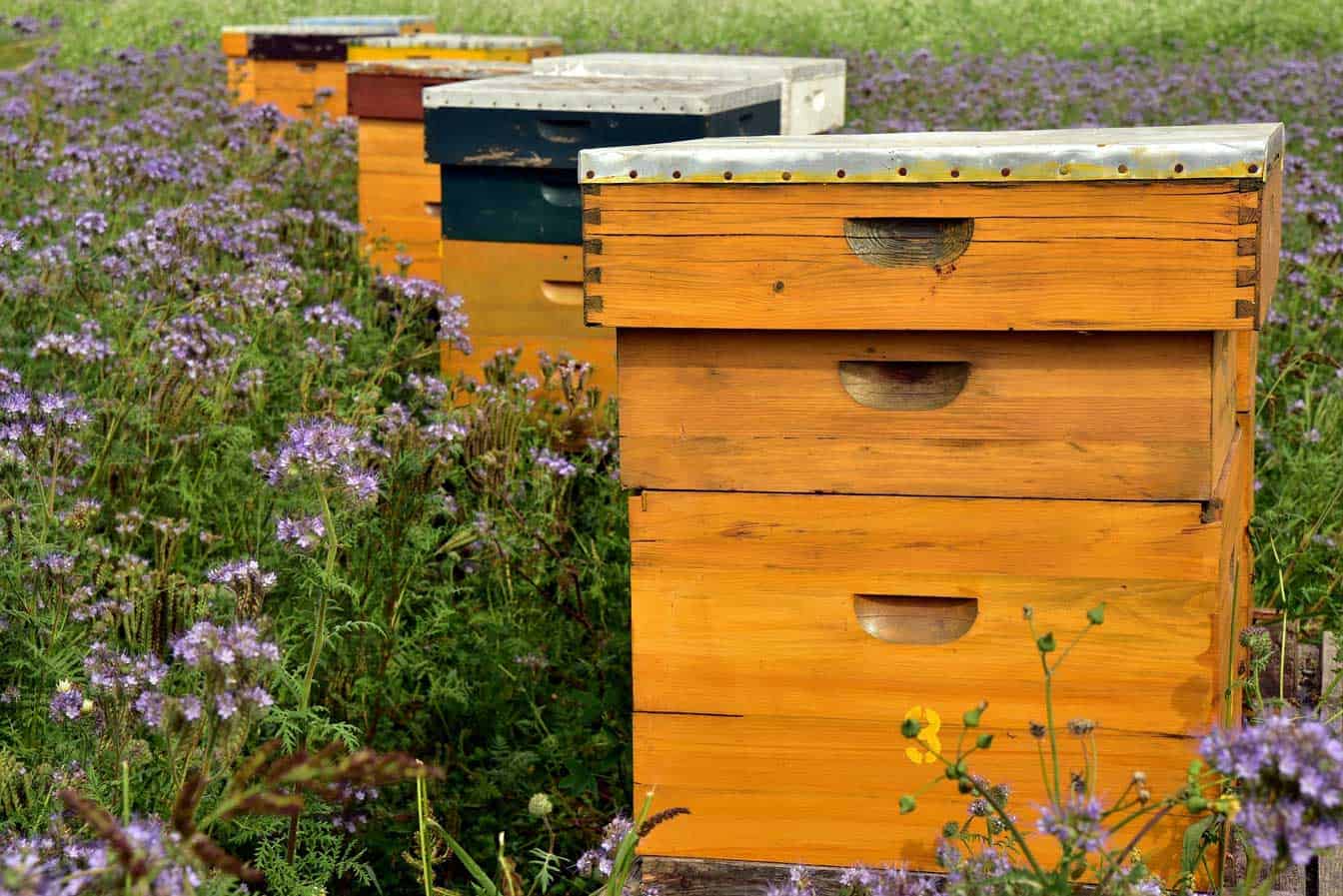 beehives in a field