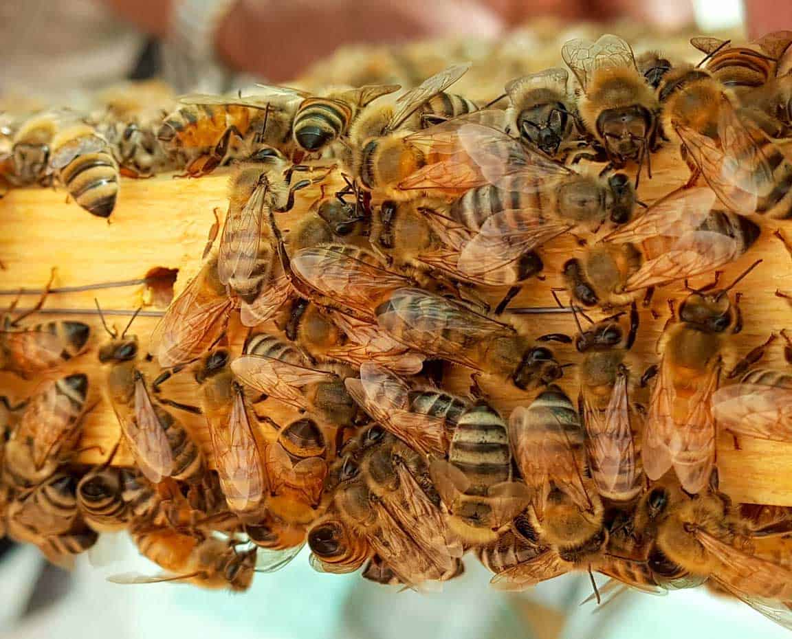 cluster of bees on a piece of wood