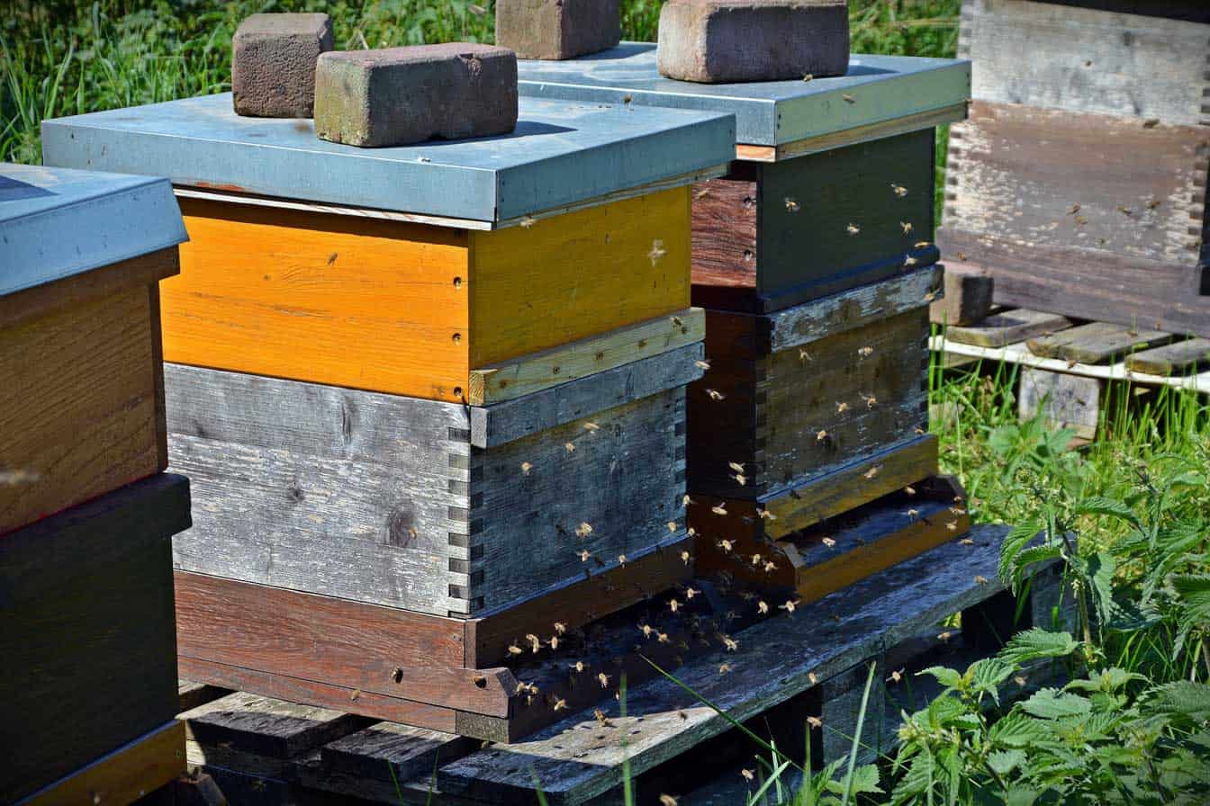 Why is Urban Beekeeping Important? – Beekeeping 101