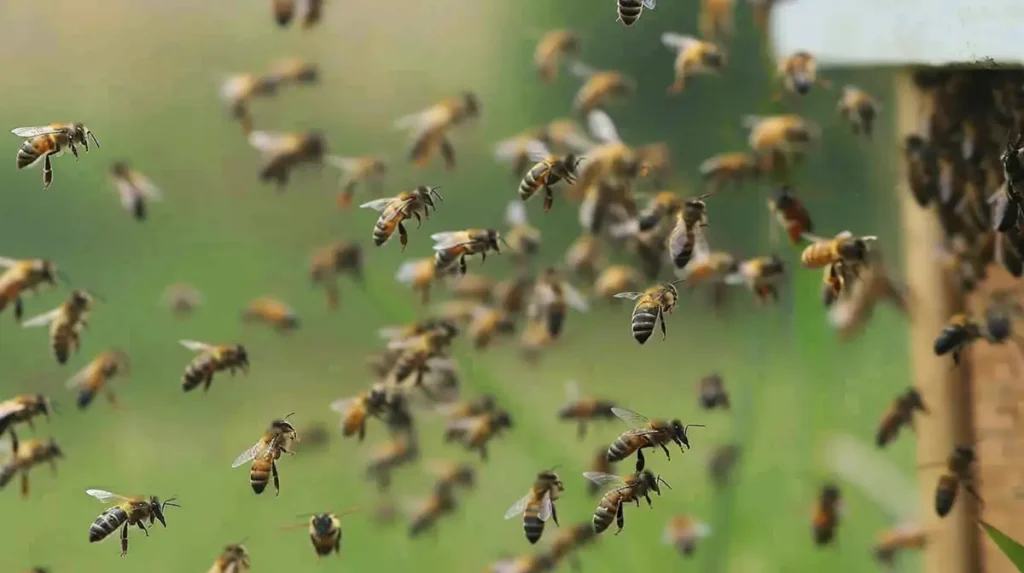 honey bee drones